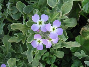 En lakeu (Matthiola tricuspidata)