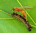 Aleiodes indiscretus parasitant a una larva d'arna