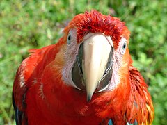 Un Ara macao en liberté près du parc national de Manú au Pérou.