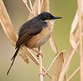 Ashy prinia Prinia socialis