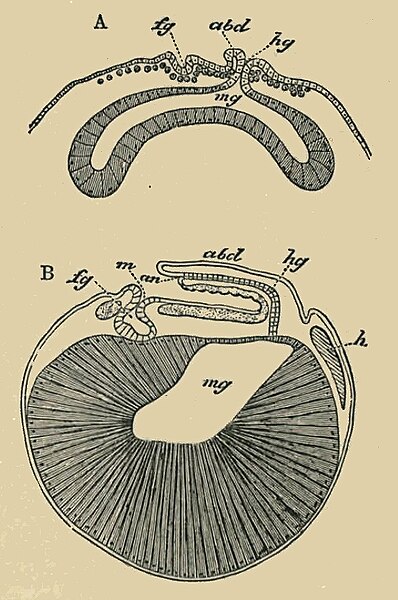 File:Astacus embryo.jpg