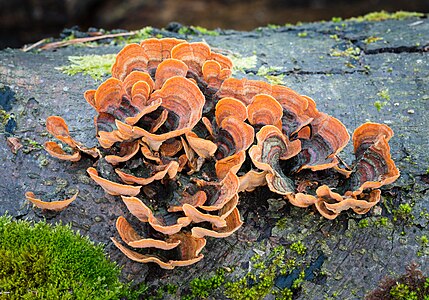 Stereum hirsutum (False Turkey Tail)