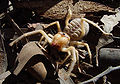 Galeodes sp. (Solifugae)