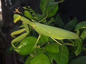 Hierodula patellifera