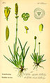 Tofieldia calyculata plate 117 A in: Otto Wilhelm Thomé: Flora von Deutschland, Österreich u.d. Schweiz, Gera (1885)