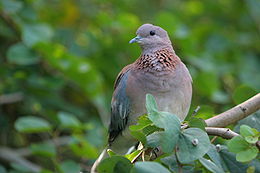 Pálmagerle (Streptopelia senegalensis)