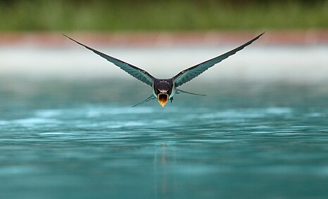 Tredje plads: A swallow (Hirundo rustica) drinking while flying over a swimming pool - Attribution: sanchezn (License: CC BY-SA 3.0)