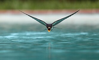 Une hirondelle rustique (Hirundo rustica) s'abreuvant en survolant une piscine. (définition réelle 3 002 × 1 825)