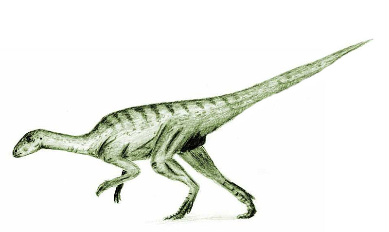 File:Agilisaurus2.jpg