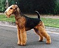 Terrier d'Airedale