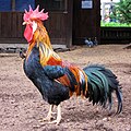 ♂ Haushuhn (Gallus gallus domesticus)