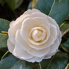 Une fleur blanche avec de nombreuses pétales faisant ronde.