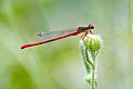 * Nomination Small red damselfly (Ceriagrion tenellum) in Natura 2000 area "Greto dello Scrivia", Italy. By 9alby. --Yiyi 11:27, 15 October 2024 (UTC) * Promotion  Support Good quality. --ReneeWrites 18:34, 15 October 2024 (UTC)