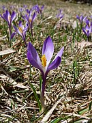 Crocus