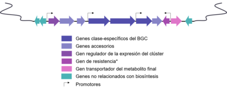 Estructura general de un BGC en bacterias.png