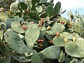 Prickly pear (also known as paddle cactus or barbary fig) tree (Φραγκοσυκιά)