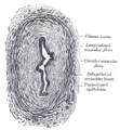 Transverse section of ureter.