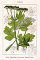 Heracleum sphondylium (drawing)