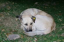 Istanbuler Straßenhund mit Tollwutimpfungsmarke im Ohr