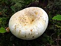 Ryzec zelenající (Lactarius glaucescens)