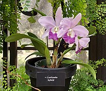 Longwood Gardens - Cattlianthe.jpg