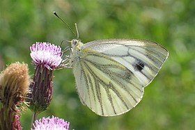 Pieris napi