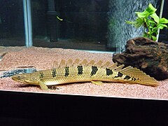 Polypterus delhezi (Polypteridae).