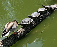 Trachemys scripta subsp. elegans (Red-eared Sliders) and a Anas platyrhynchos (Mallard) Image is also a Featured picture of Anas platyrhynchos