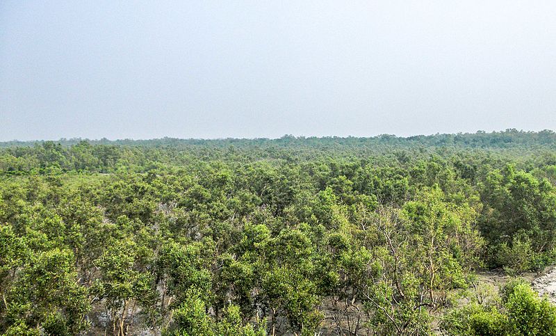 File:Sunderban Greens.jpg