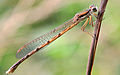 Bruine winterjuffer (Sympecma fusca)