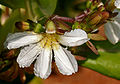 Scaevola taccada