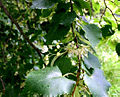 Tilia cordata (tília selvagem)