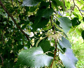 Tilia cordata leaves and flowers