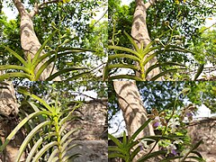 Transformation of Vanda tessellata flowers.jpg