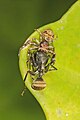 Xysticus sp. a comer uma formiga, Goa, Índia.