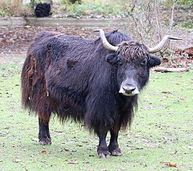 Iaque, espécie do gênero Bos