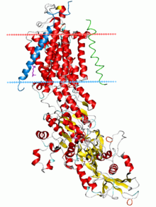 Cartoon diagram of the sodium–potassium pump drawn vertically imbedded in a schematic diagram of a lipid bilayer represented by two parallel horizontal lines. The portion of the protein that is imbedded in the lipid bilayer is composed largely of anti-parallel beta sheets. There is also a large intracellular domain of the protein with a mixed alpha-helix/beta-sheet structure.