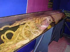 Giant squid (Architeuthis dux)