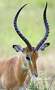 Male impala profile.jpg