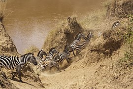 Masai Mara National Reserve 20 - Mara river crossing