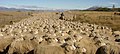 White sheep in Patagonia, Argentina.