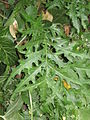 Acanthus spinosus, listovi