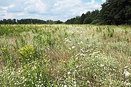 Blumenwiese am Stadtrand von Koenigs Wusterhausen.jpg