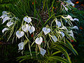 Brassavola nodosa