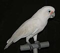 Cacatua goffiniana