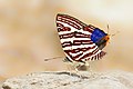 * Nomination Close wing moisture sucking of Spindasis lohita (Horsfield, 1829) - Long-banded Silverline (Male). By User:Anitava Roy --Atudu 15:05, 14 October 2024 (UTC) * Promotion  Support Good quality. --ReneeWrites 18:36, 14 October 2024 (UTC)