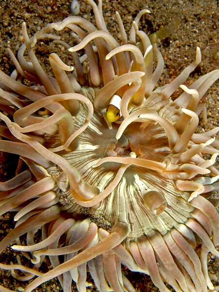 File:Dofleinia armata (Sea anemone).jpg