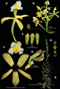 Epidendrum katarun-yariku.png