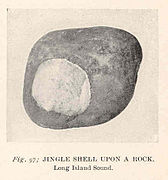 FMIB 38585 Jingle Shell Upon a Rock.jpeg