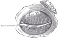 The tarsal glands, etc., seen from the inner surface of the eyelids.